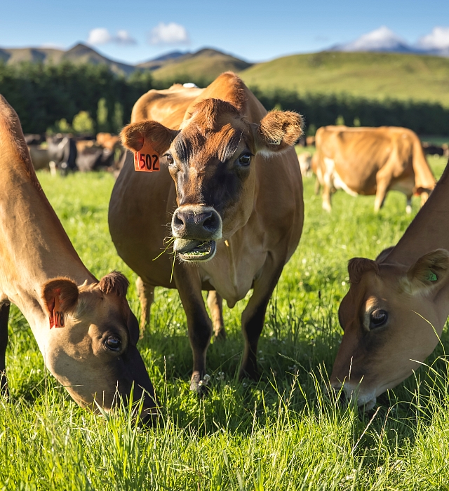 A close up of three cows grazing in a field