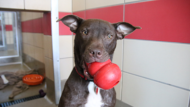 A brown shelter dog biting a Kong toy