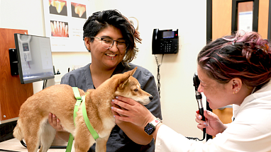 A Banfield NextVet intern holds a shiba inu getting examined by a vet