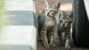 Two gray tabby kittens walking next to a curb