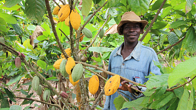 Mars Sustainability – Thriving People – Supply chain – Cocoa Harvest -- Cote d'Ivoire (5)